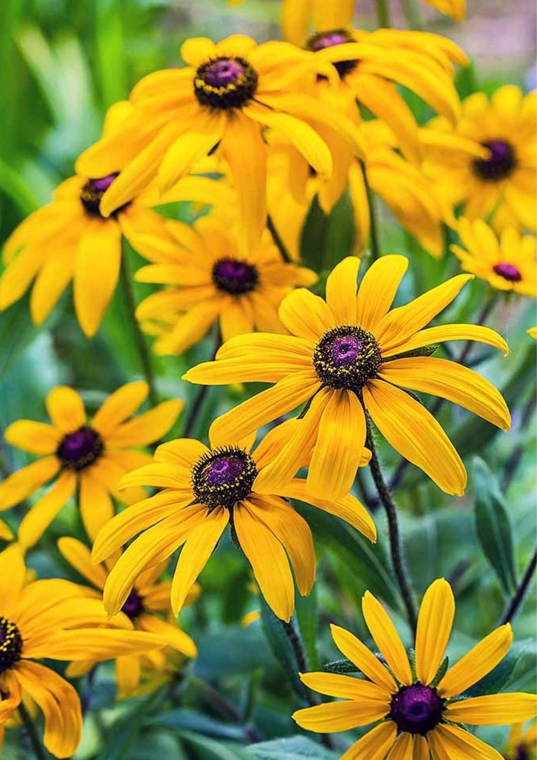 platycodon grandiflorus flower seeds