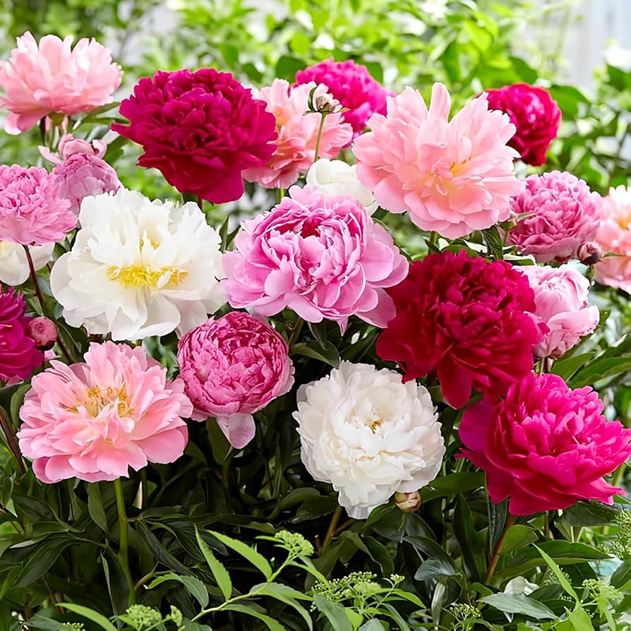 peony bonsai flower seeds