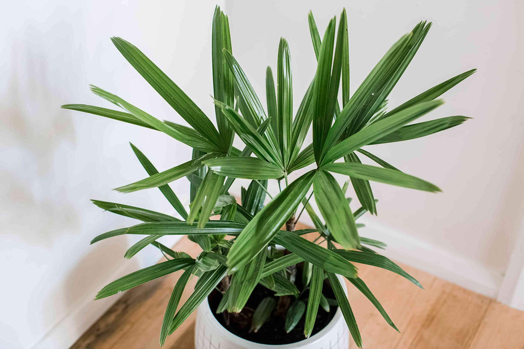 Green Rhapis herb seeds