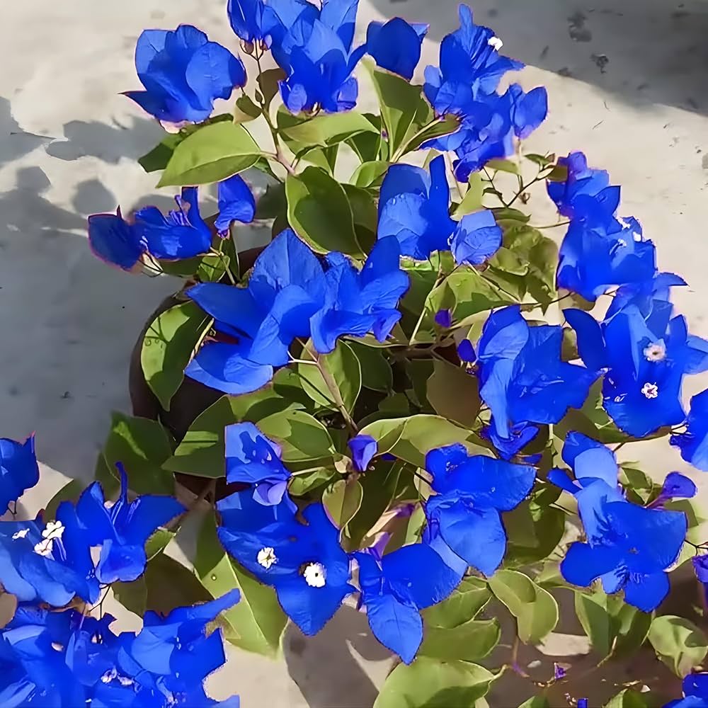blue bougainvillea flower seeds
