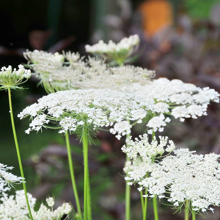 queen annes flower seeds