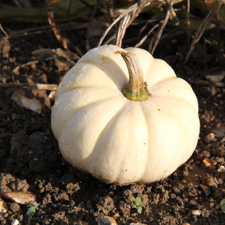 Squash White Seeds – Heirloom, Non-GMO, High Germination Organic Garden Seeds Planting