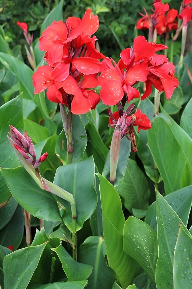 Red Canna Flower Seeds – Heirloom, Non-GMO, High Germination Organic Garden Seeds