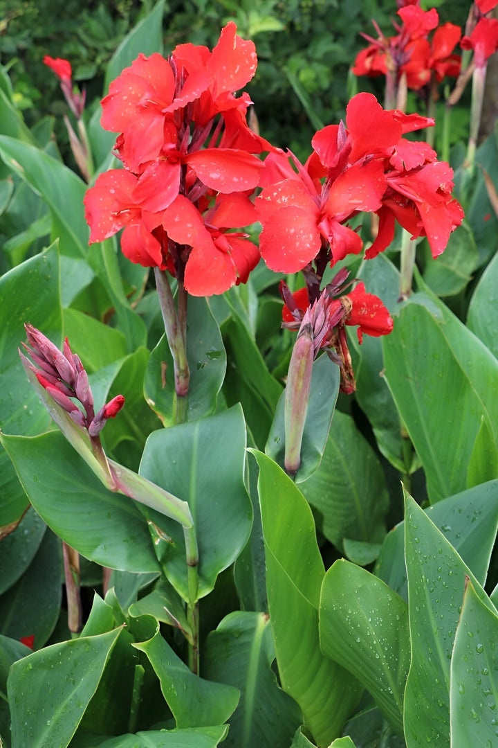 Canna Flower Seeds Red – Heirloom, Non-GMO, High Germination Organic Garden Seeds
