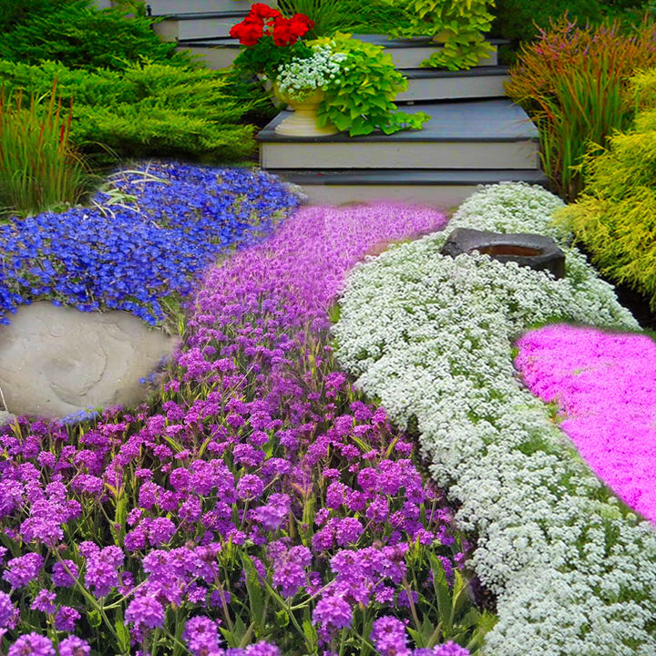 Creeping Thyme Flower Seeds Mixed – Heirloom Non-GMO High Germination