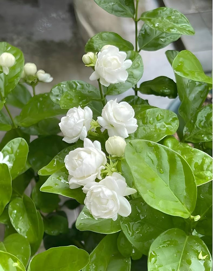 Semillas de flor de jazmín blanco para bonsái – Cimarrón, sin OGM, semillas de alta germinación