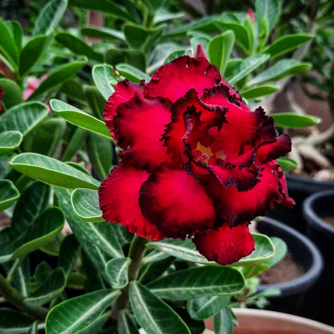 red bondy flower seeds