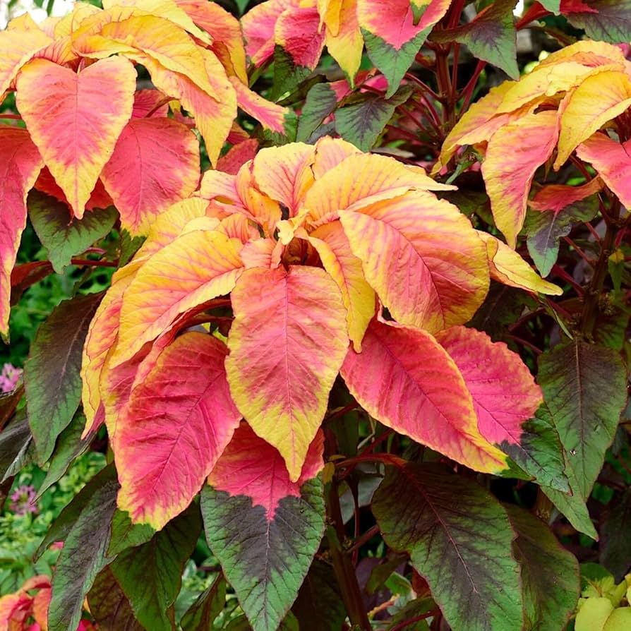 amaranthus illumination flower seeds