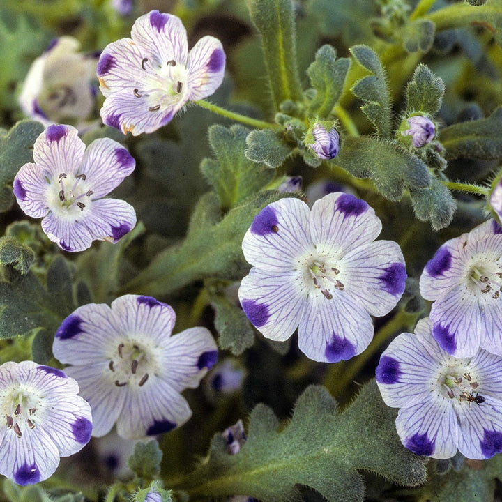 Semillas de flor Nemophila Maculata – Herencia, sin OGM, alta germinación, semillas orgánicas para plantar en el jardín