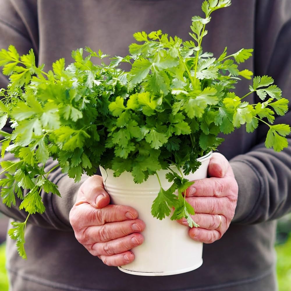 Coriander For herb seeds