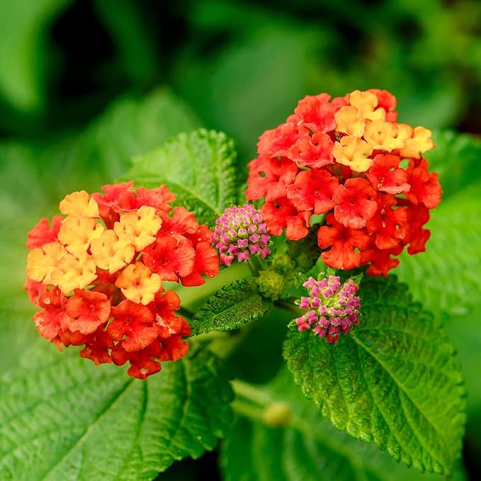 Red Lantana Flower Seeds – Heirloom, Non-GMO, High Germination Organic Garden Seeds for Planting