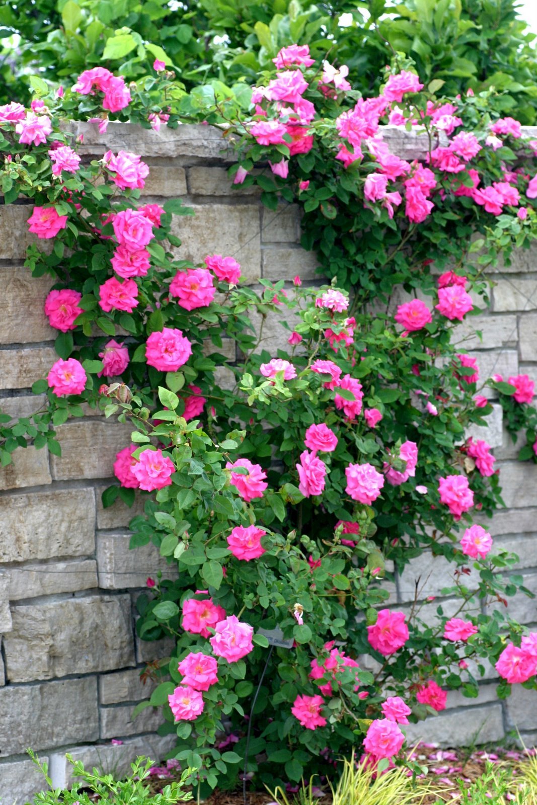Semillas de rosa doble rosa para plantar – Herencia, no transgénicas, alta germinación