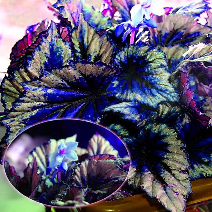 coleus colorful flower seeds
