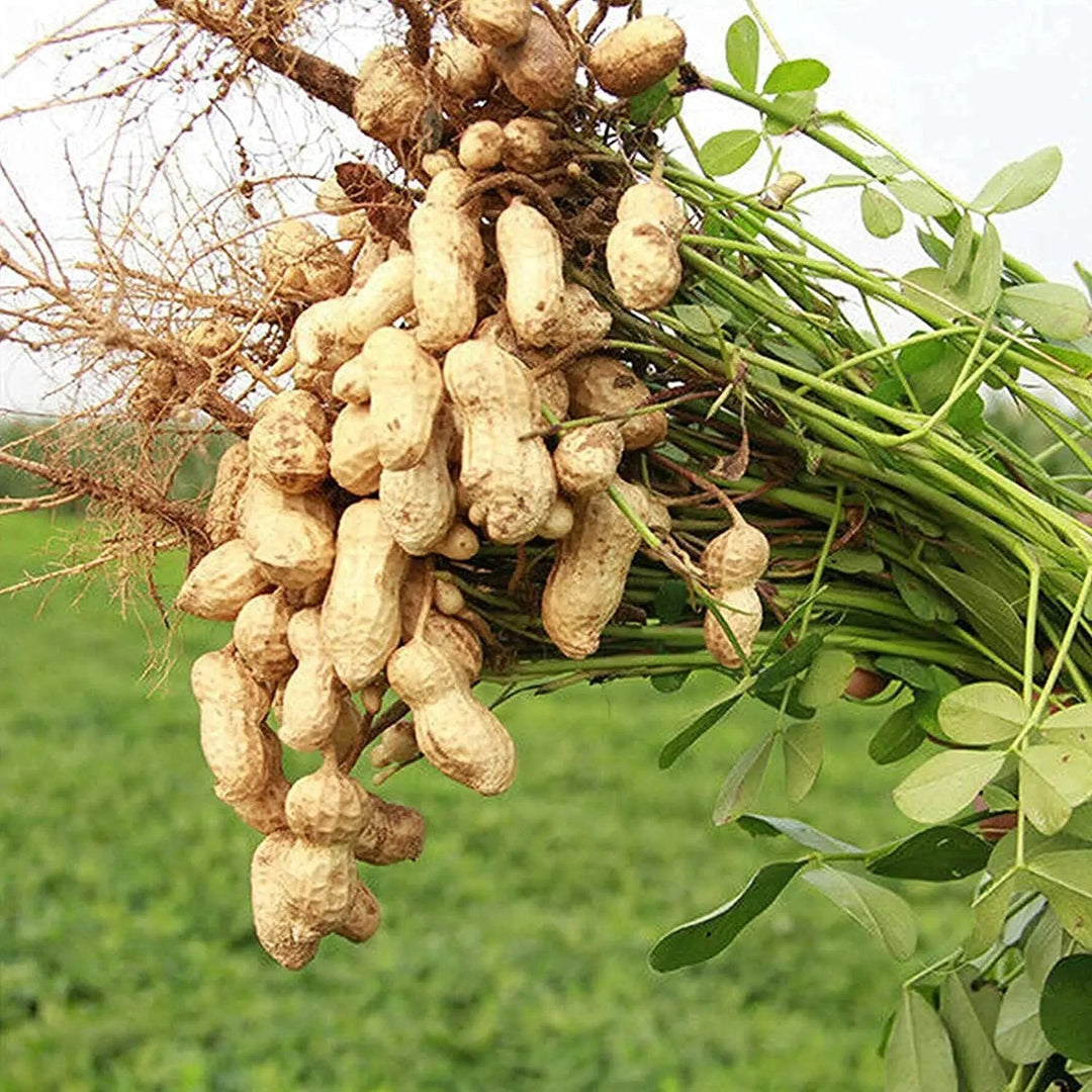 Peanut Plant herb seeds