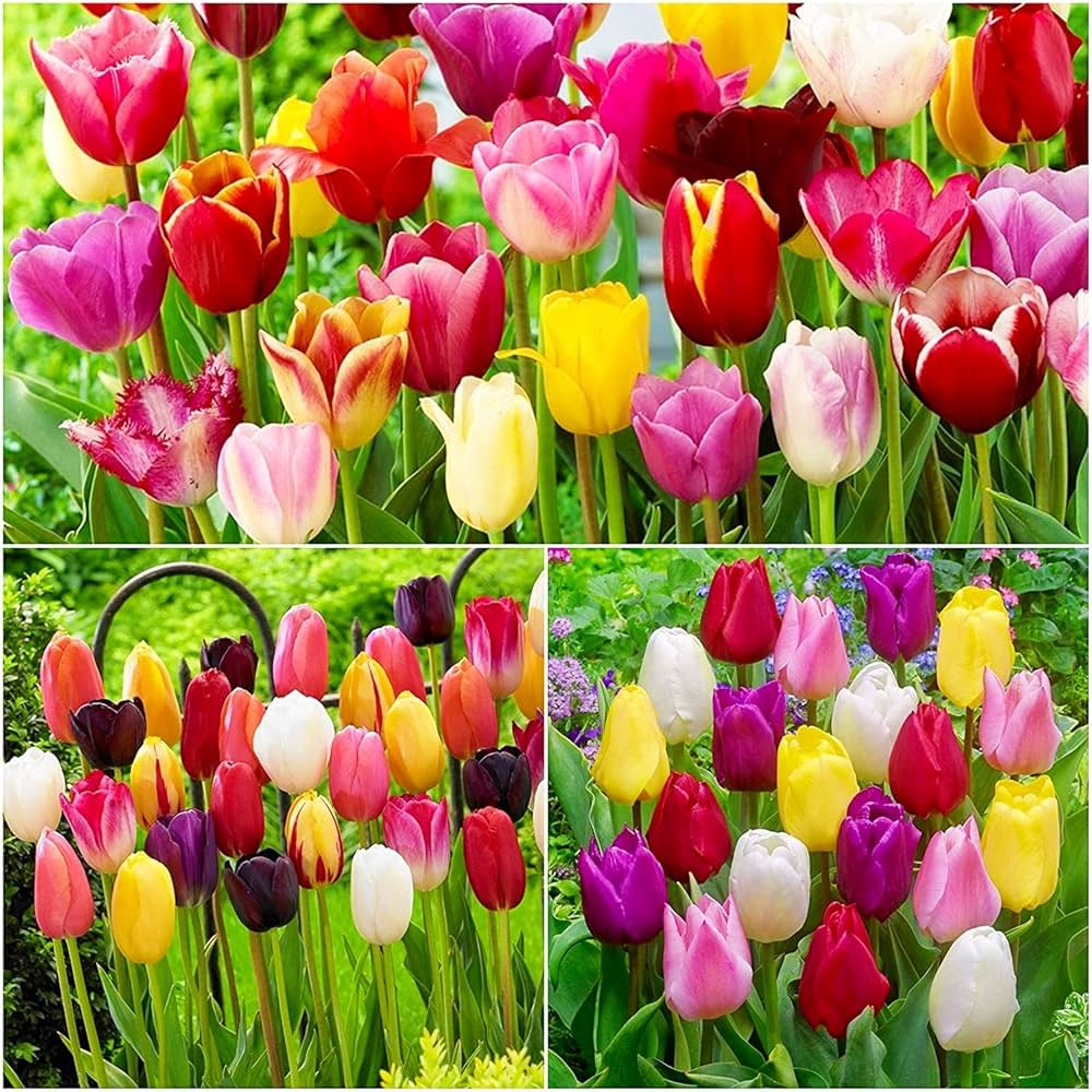 Semillas de flores de tulipán mixtas, reliquia, sin OMG, alta germinación, semillas de jardín orgánicas para sembrar
