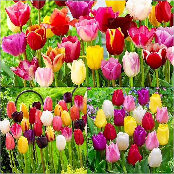 Semillas de flores de tulipán mixtas, reliquia, sin OMG, alta germinación, semillas de jardín orgánicas para sembrar