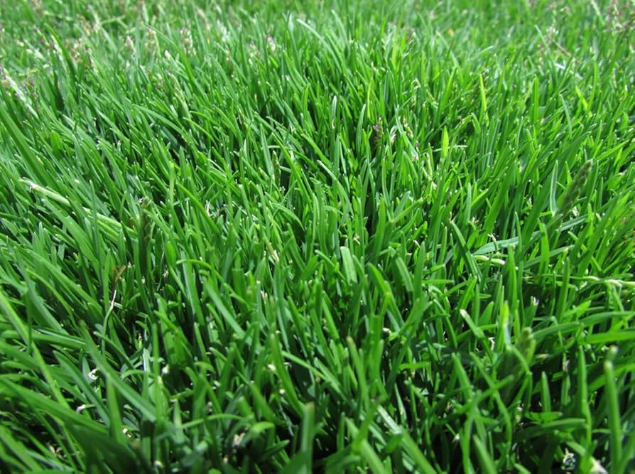 zoysia japonica flower seeds