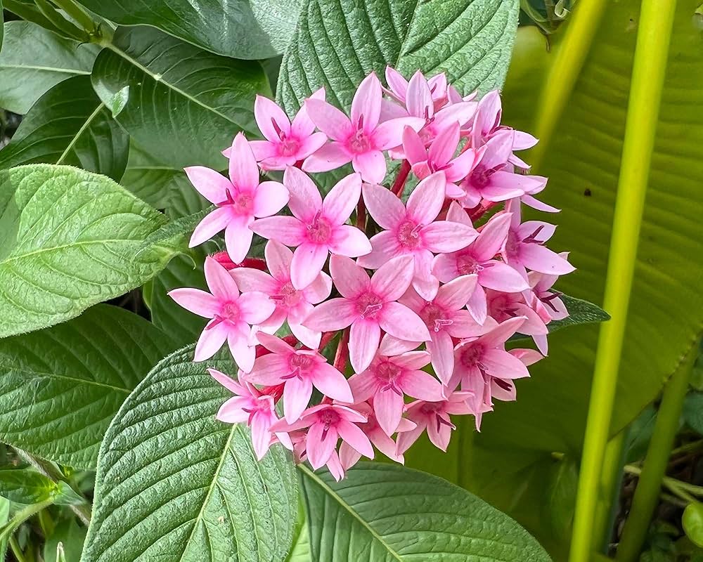 Pink Pentas Lanceolata Flower Seeds Heirloom Non-GMO High Germination Organic Garden Seeds for Planting