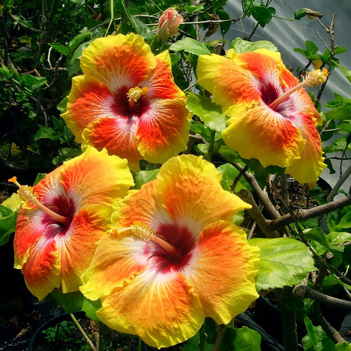 Yellow Orange Hibiscus Flower Seeds – Heirloom, Non-GMO, High Germination Seeds