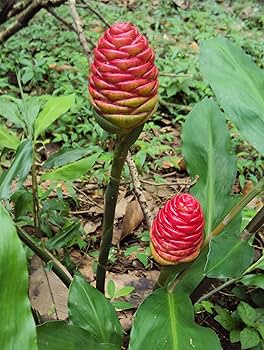 Zingiber Flower Seeds – Heirloom Non-GMO High Germination Organic Garden Seeds