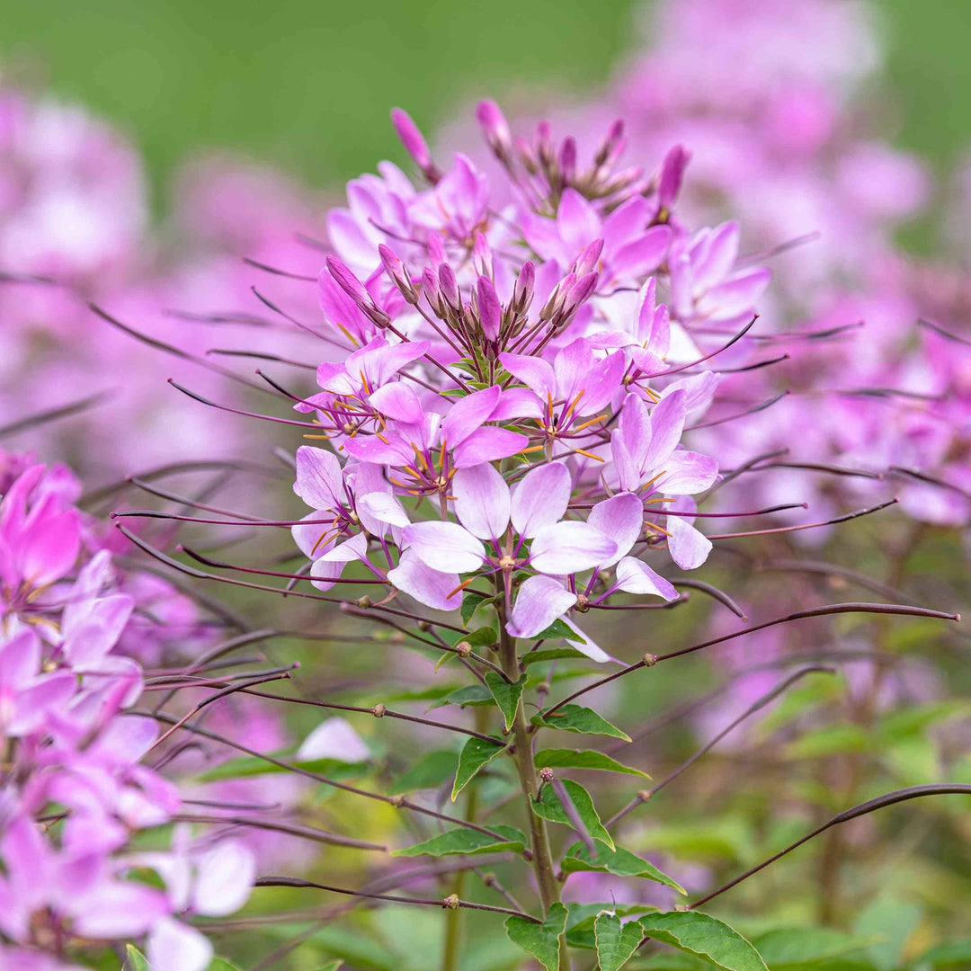 cleome flower flower seeds