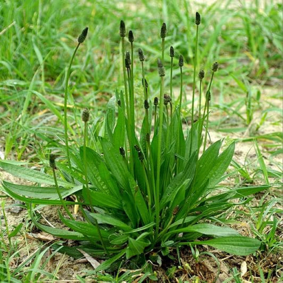 mixed lanceolata flower seeds