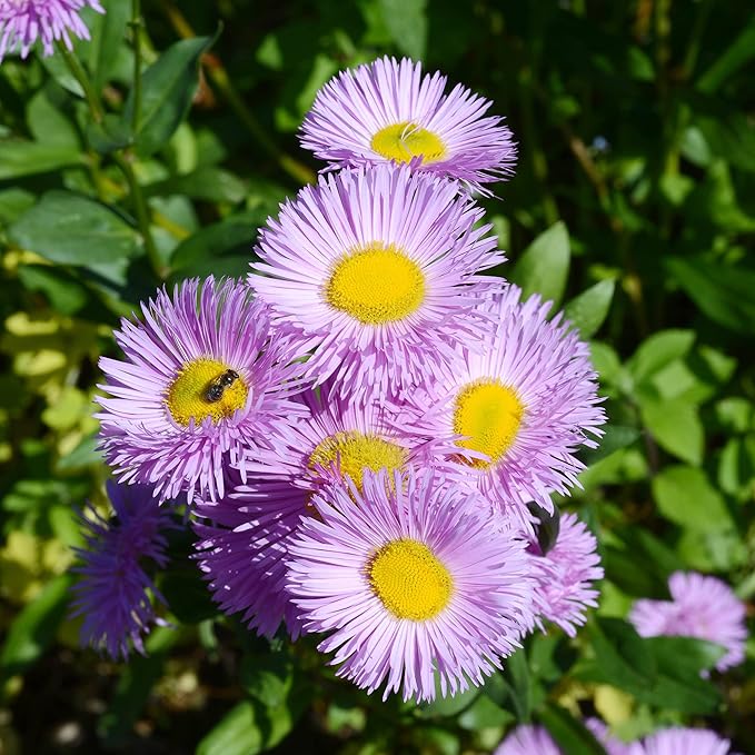 fleabane daisy flower seeds