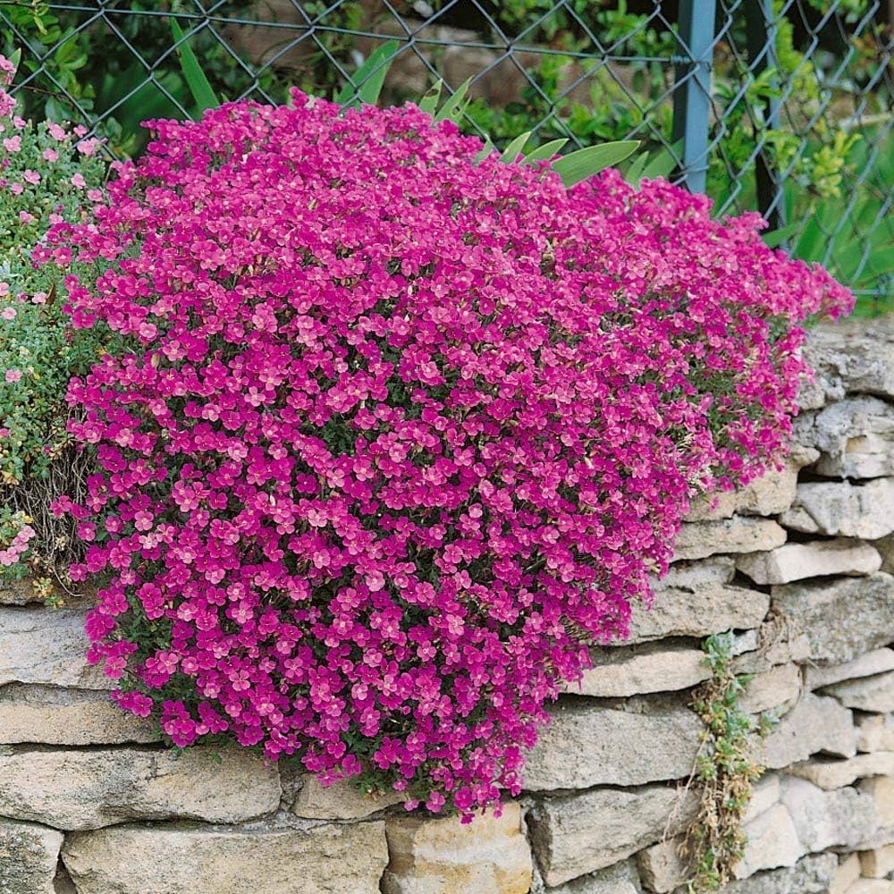 Organic Pink Cress Flower Seeds – Heirloom, Non-GMO, High Germination Garden Seeds for Planting