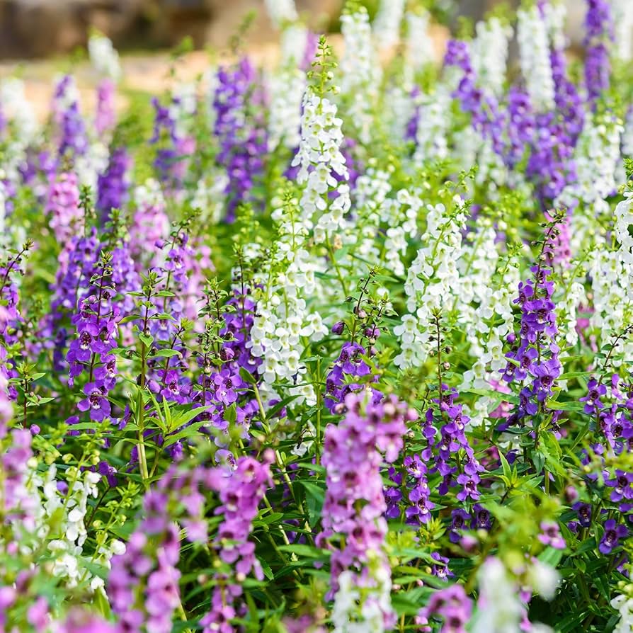 blue angelonia flower seeds