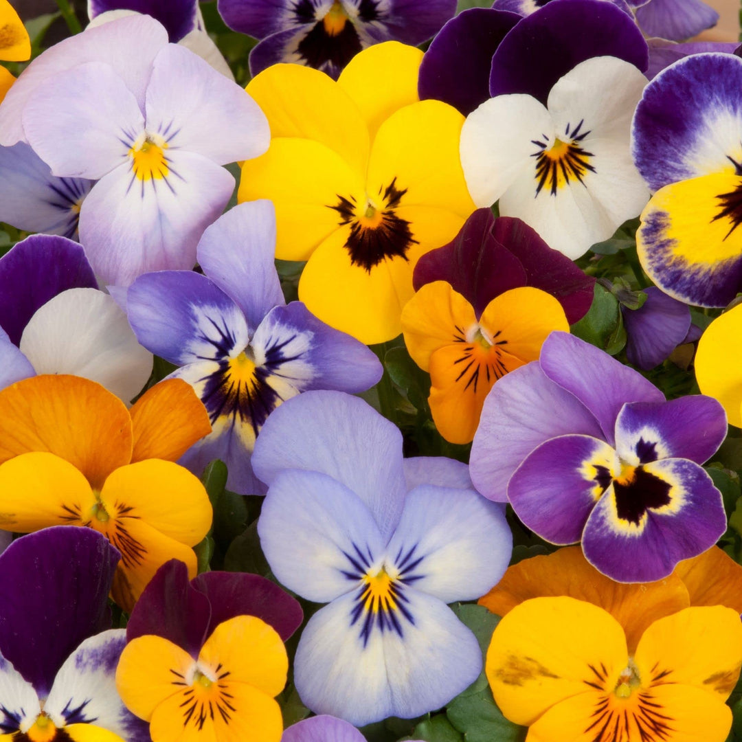 pansy giant flower seeds