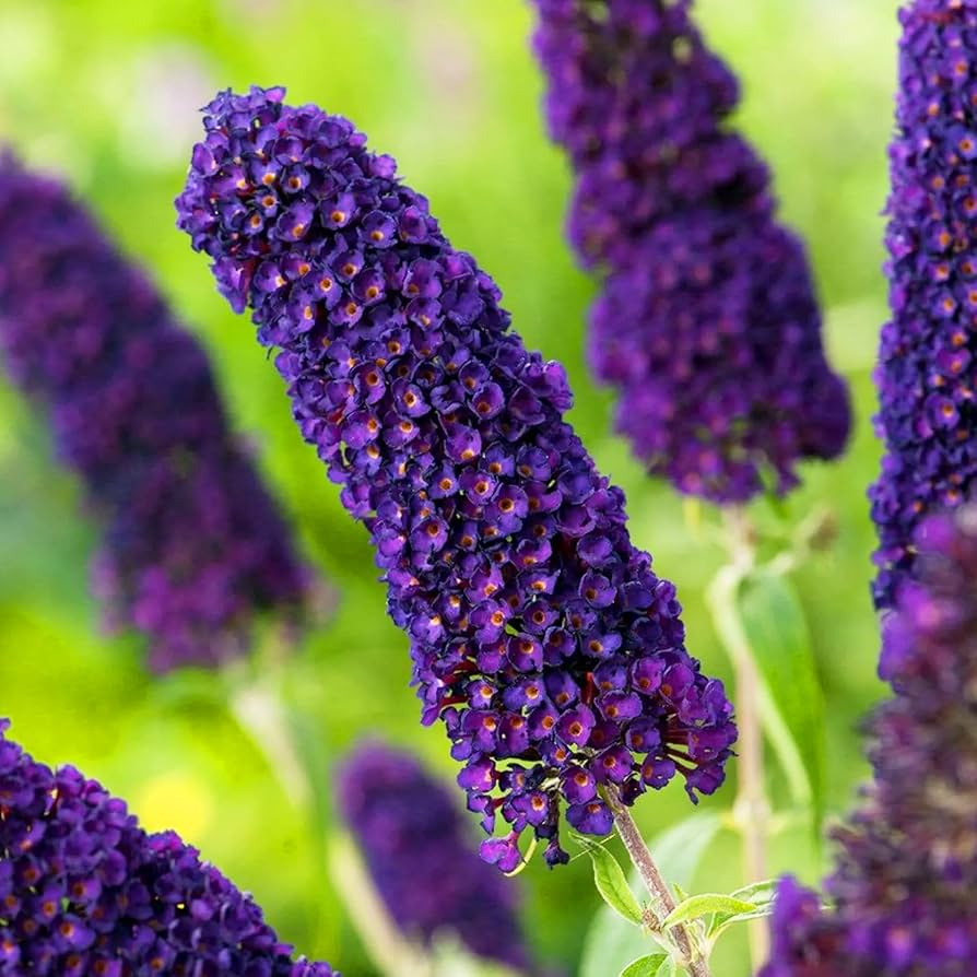 buddleia for flower seeds