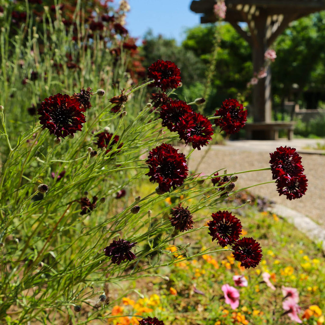 red scabiosa flower seeds
