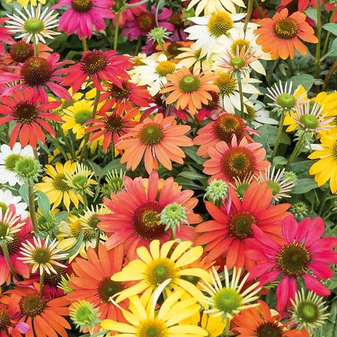 echinacea sunbird flower seeds