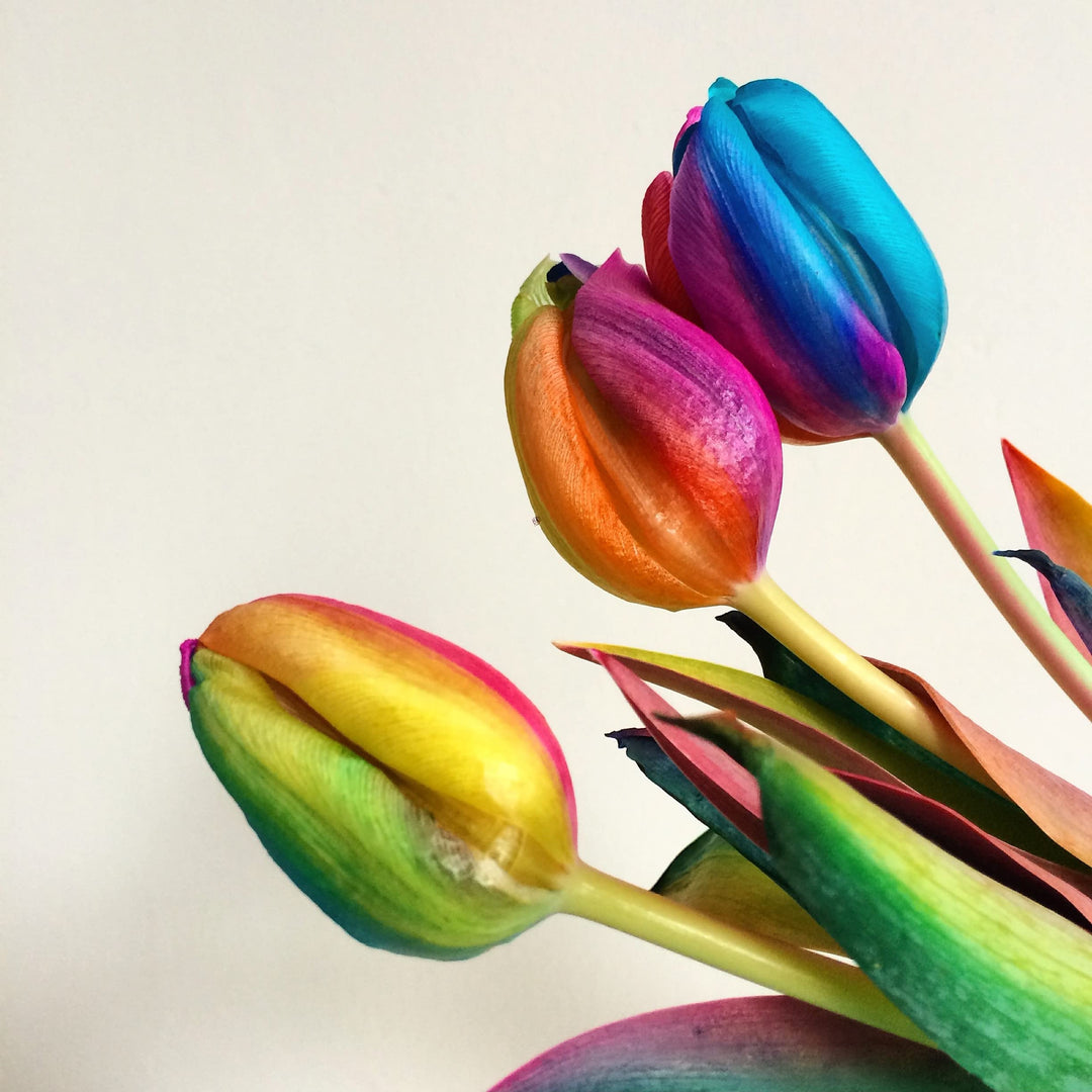 rainbow tulip flower seeds