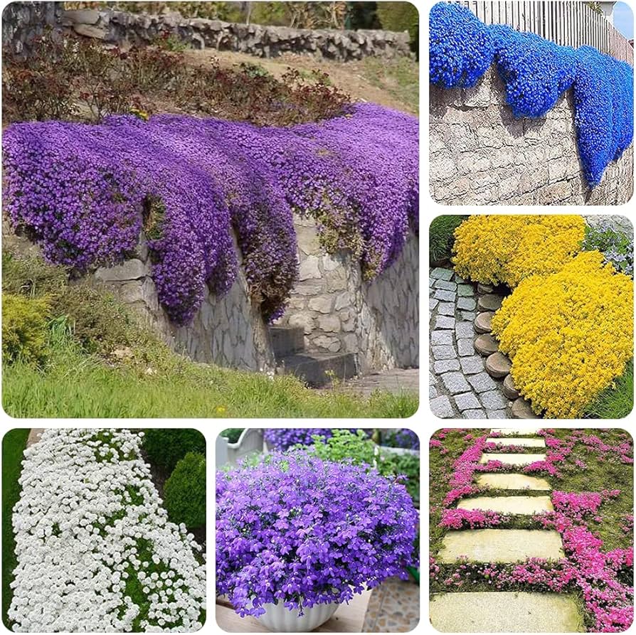 Lavender Creeping herb seeds