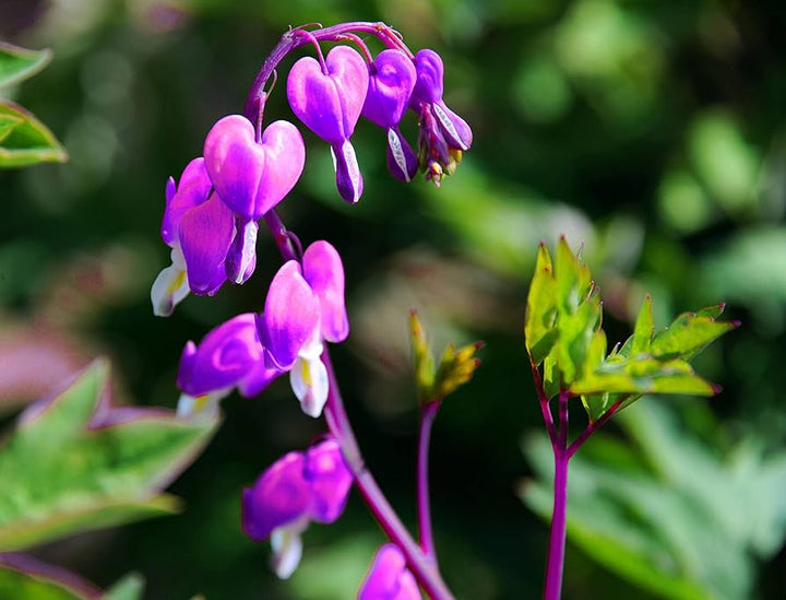 Purple Dicentra Spectabilis Flower Seeds – Heirloom, Non-GMO, High Germination