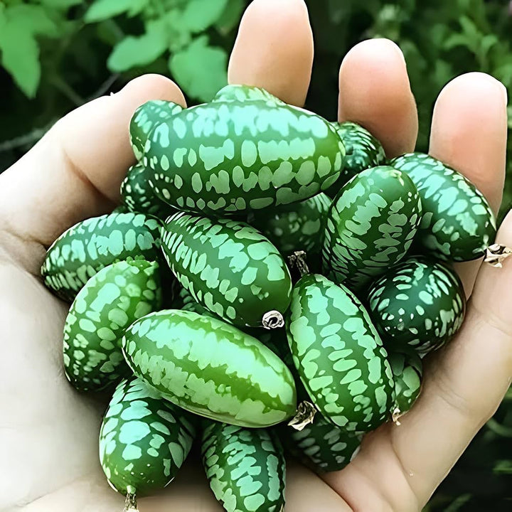 Mexican Mini Cucumber Seeds (Cucamelon) – Heirloom, Non-GMO, High Germination Organic Garden Seeds