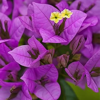 Giant Bougainvillea Flower Seeds Purple – Heirloom, Non-GMO, High Germination Seeds