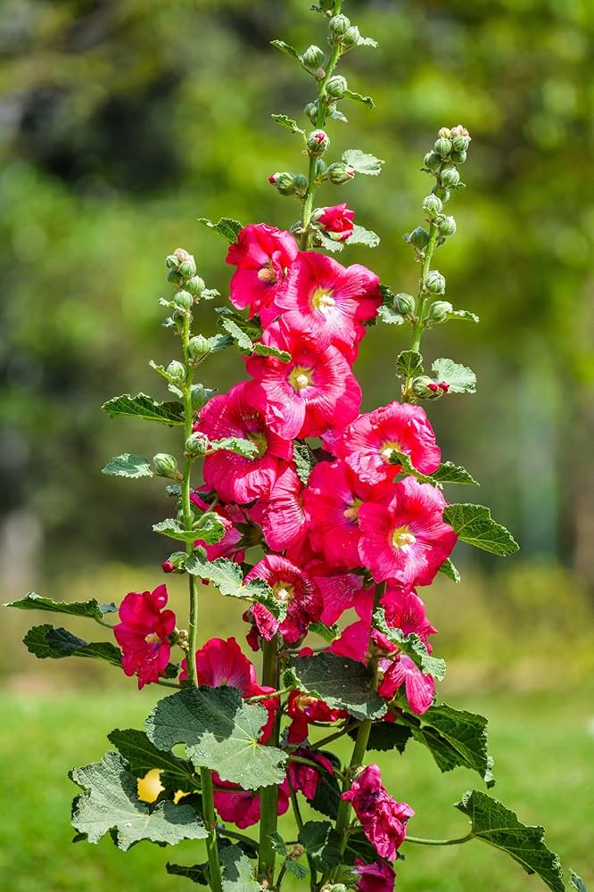Red Hollyhock Flower Seeds – Heirloom, Non-GMO, High Germination Seeds