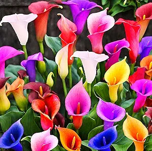 tage lily flower seeds