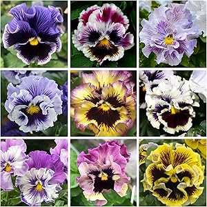 viola arvensis flower seeds