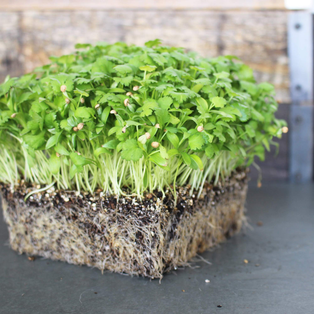 Organic Leisure herb seeds