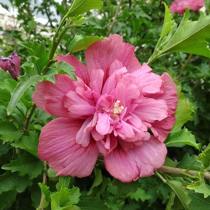 double rosa flower seeds