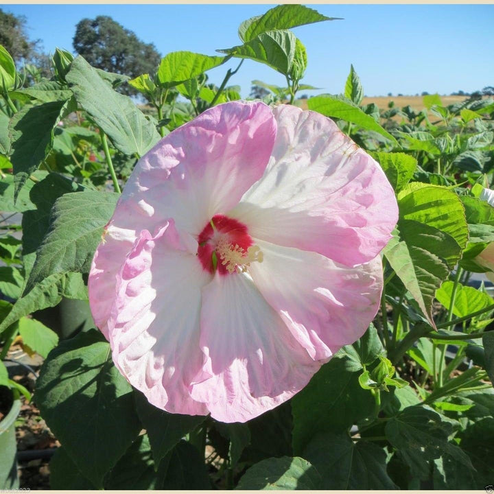 Giant Hibiscus Flower Seeds Pink White – Heirloom Non-GMO High Germination Seeds
