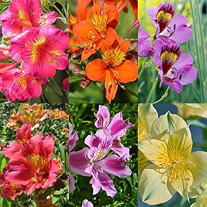 alstroemeria alstroemeria flower seeds
