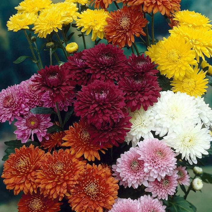 Chrysanthemum Flower Seeds Mixed for Planting – Heirloom Non-GMO High Germination Seeds