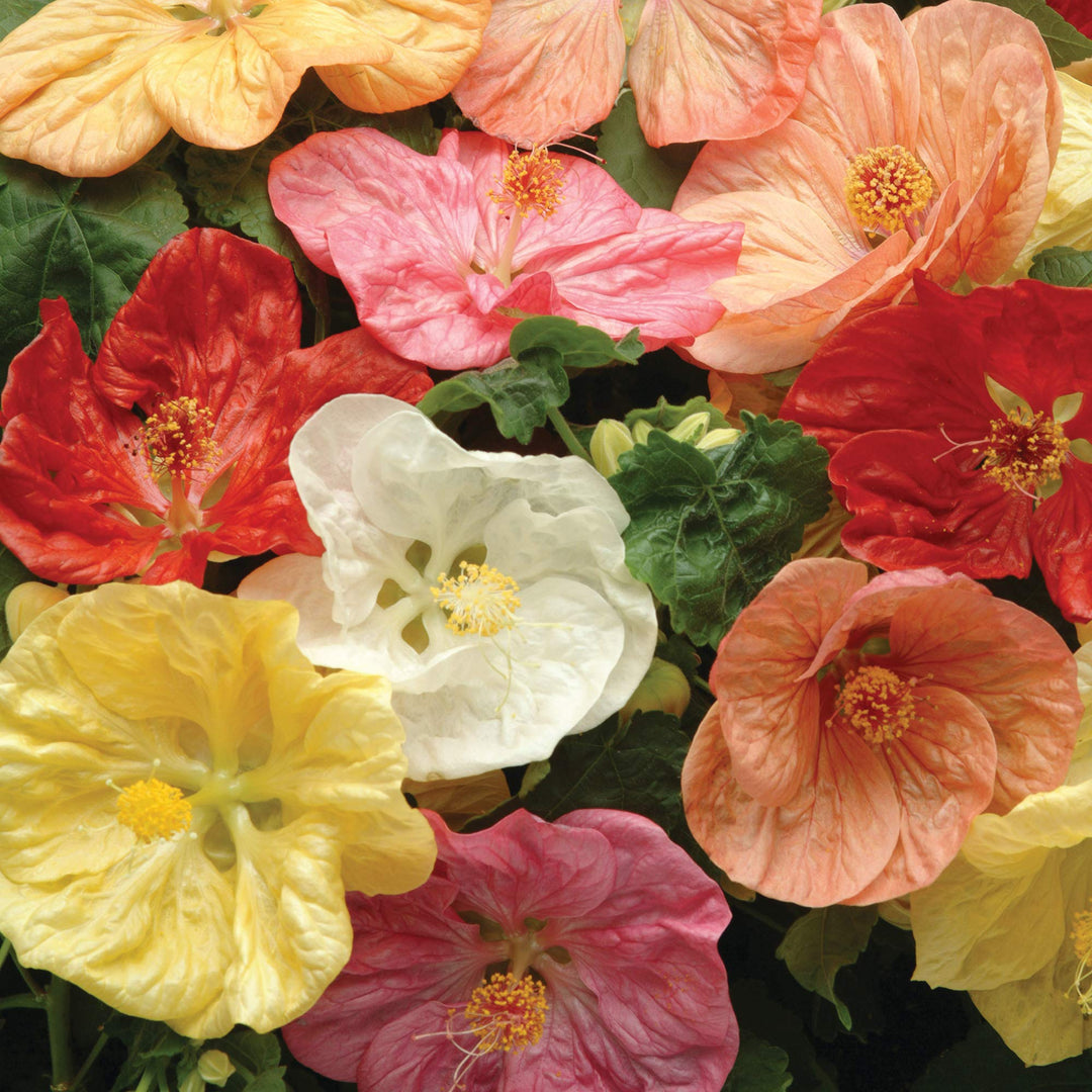 Semillas de flores de Abutilon Bellevue mezcladas – Herencia, sin OGM, semillas de alta germinación