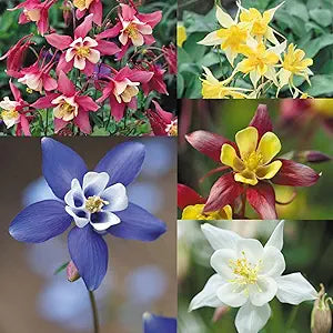aquilegia viridiflora flower seeds