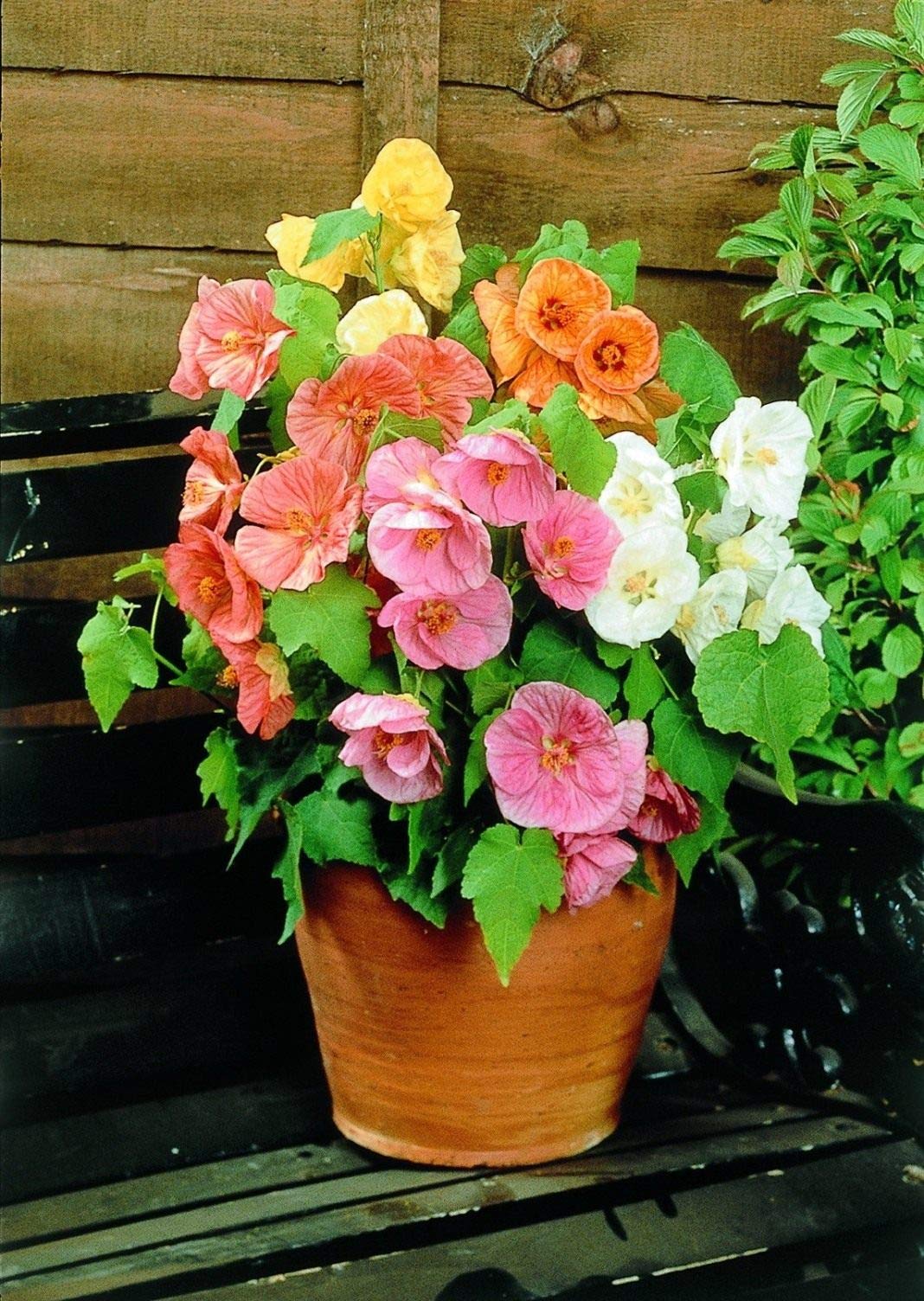 Perennial Abutilon Flower Seeds – Heirloom, Non-GMO, High Germination Seeds