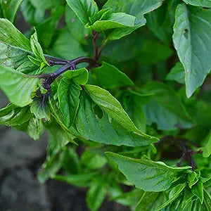 cinnamon basil flower seeds
